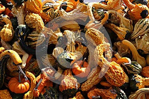 Squashs in a market, Montreal, Quebec, Canada