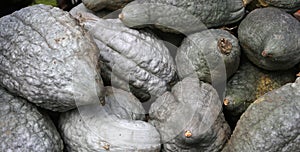 Squashs in a market, Montreal, Quebec, Canada