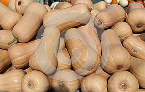 Squashs in a market, Montreal, Quebec, Canada