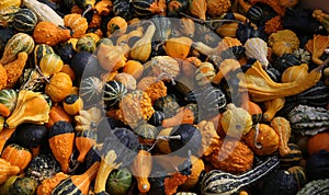 Squashs in a market, Montreal, Quebec, Canada