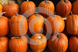 Squashs in a market, Montreal, Quebec, Canada photo