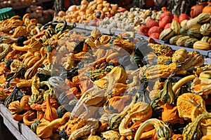 Squashs in a market, Montreal, Quebec, Canada photo