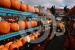 Squashs in a market, Montreal, Quebec, Canada photo