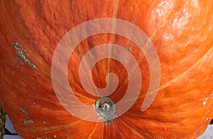 Squashs in a market, Montreal, Quebec, Canada photo