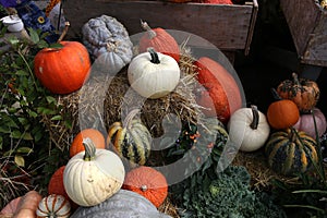 Squashs in a market, Montreal, Quebec, Canada photo