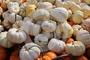 Squashs in a market, Montreal, Quebec, Canada photo