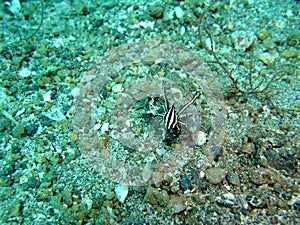 Squat Lobster