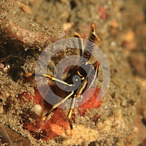 Squat lobster - Allogalathea elegans