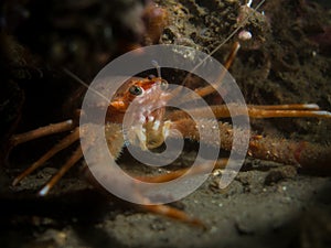 Squat Lobster - loch Creran