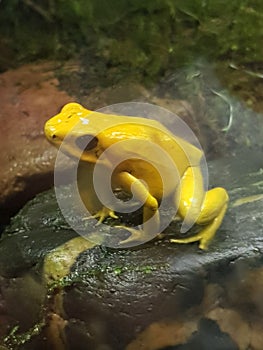 A frog in an aquarium