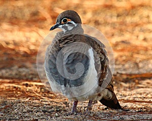 Squatter Pigeon Endemic to Australia