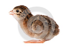 Squatting Newbown Guinea Fowl Keet photo