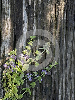 Squaw mint, Mentha pulegium, commonly European pennyroyal, also called mosquito plant and pudding grass. vintage wooden