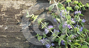 Squaw mint, Mentha pulegium, commonly European pennyroyal, also called mosquito plant and pudding grass. vintage wooden