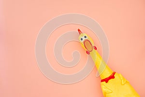 Squawking chicken or squeaky toy are shouting and copy space pastel pink background. Chicken shouting Toy on pink background