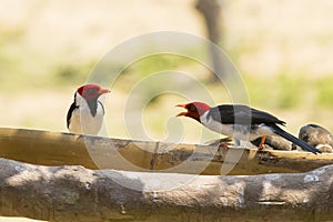 Squawking Conversation amongst Yellow-billed Cardinals