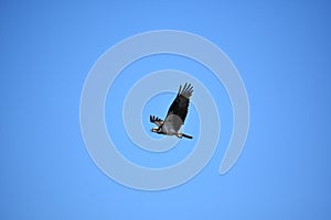Squawking and Flying Osprey Bird in Blue Skies