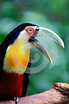 Squawking Green toucan