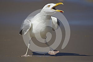 Squawking Gull