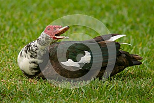 Squawking Muscovy Duck