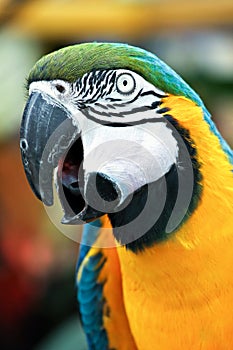 Squawking Parrot