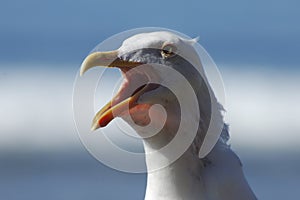 Squawking sea gull