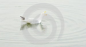 Squawking seagull with circular ripples.