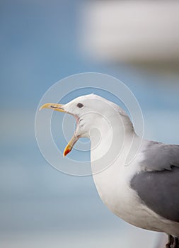 Squawking seagull