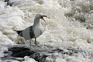 Squawking seagull in swirling water