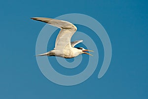 Squawking Tern