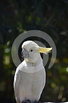 Squawking Yellow Crested White Cockatoo Bird on a Perch