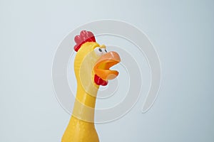 Squeaky chicken toy  on a white background. Rubber toy chicken on a white background