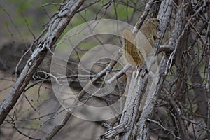 A squeal hanging out on a dryad bush.