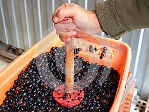Squeezing juice from red grapes at home
