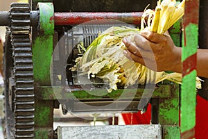 Squeezing juice from sugar cane india street