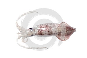 Squid photo