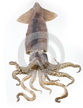 Squid photo