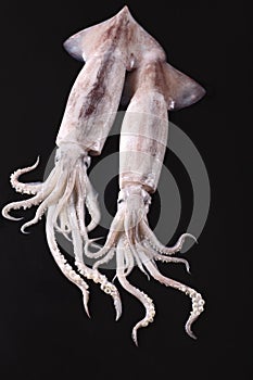 Squid