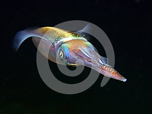 Squid photo