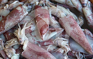 squid of Arabian sea in Goa markets