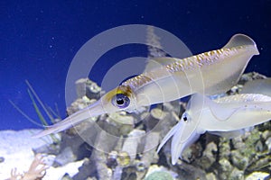 Squid big fin reef