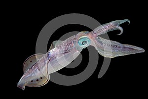 Kalmar na čiernom pozadí 