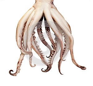 Squid boiled tentacles photo