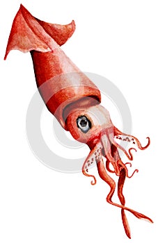 Squid calamar photo