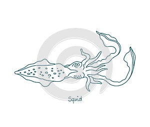 Squid are cephalopods. Known as calamari. Eight arms and two tentacles. Vector contour. Open paths. Editable stroke