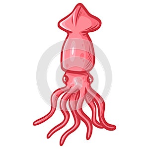Squid Cuttlefish Pink Seafood Vector Illustration