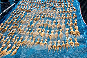 Squid are dried in the sun on the grill to be dried squid