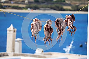 Squid drying in the village of Kalafati on the Greek island of Mykonos photo