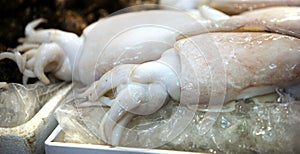 Squid.Fish market in South Korea