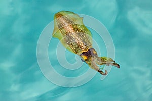 Squid floating in the pelagic sea searching for bait